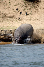 Zambia