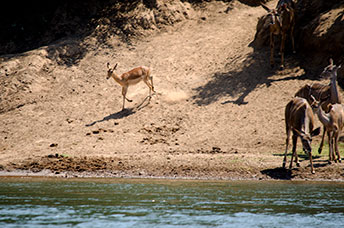 Zambia