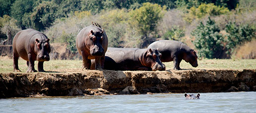 Zambia