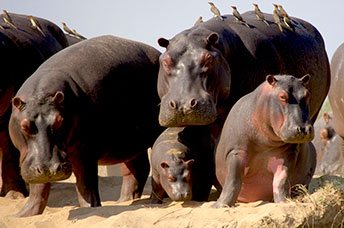 Zambia