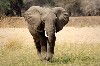 Zambia