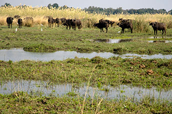 Zambia