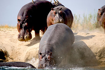 Zambia