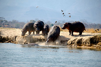 Zambia