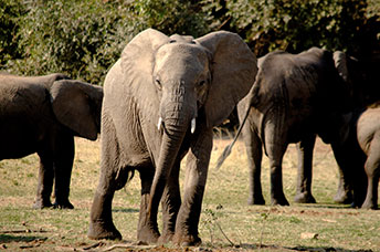 Zambia