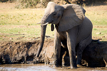 Zambia