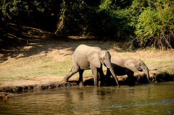 Zambia