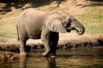Zambia