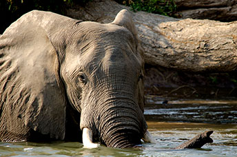 Zambia