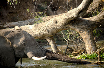 Zambia
