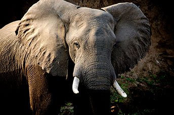 Zambia
