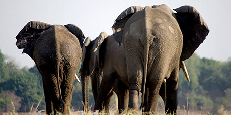 Zambia
