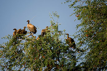 Zambia