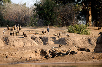 Zambia