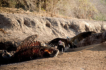 Zambia