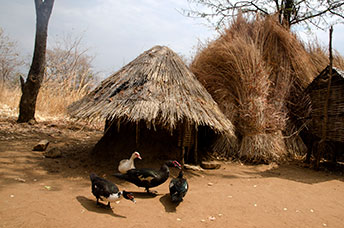 Zambia
