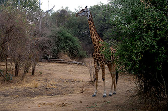 Zambia