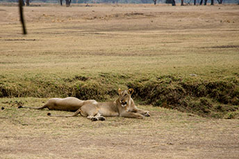 Zambia