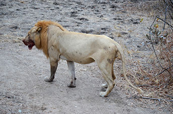 Zambia