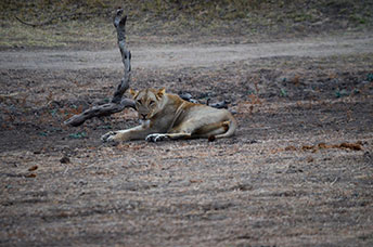 Zambia