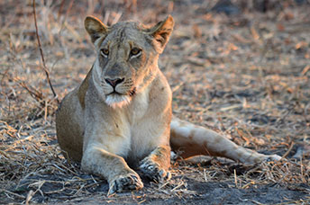 Zambia