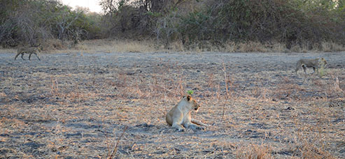 Zambia