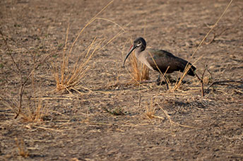 Zambia