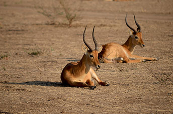 Zambia