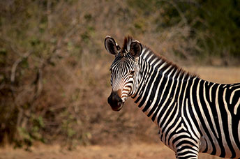 Zambia