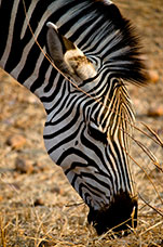 Zambia