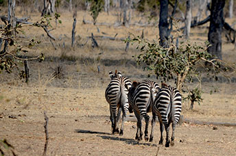 Zambia