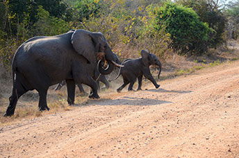 Zambia