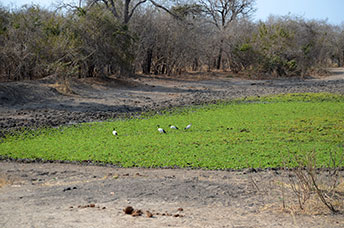 Zambia