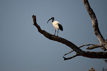 Zambia