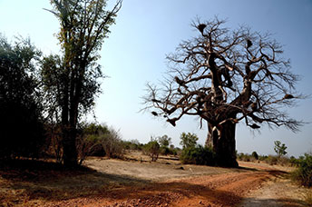 Zambia