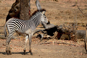 Zambia