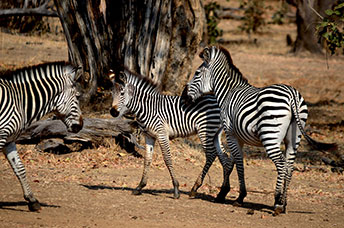 Zambia