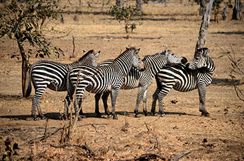 Zambia