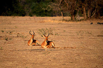 Zambia