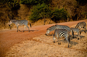 Zambia