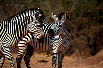 Zambia