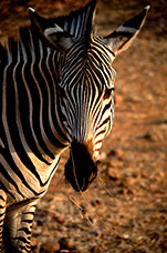 Zambia