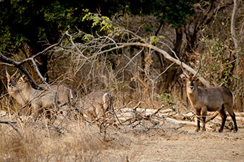 Zambia