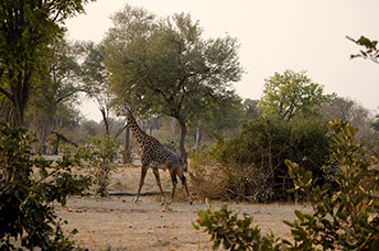 Zambia