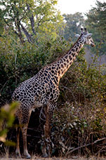 Zambia