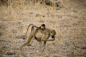 Zambia