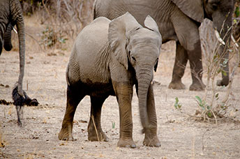 Zambia