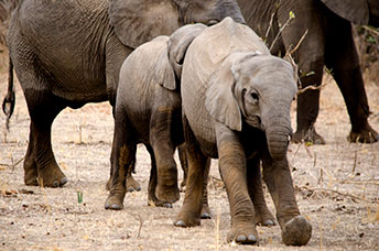 Zambia