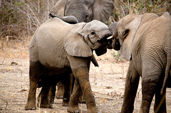 Zambia