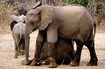 Zambia